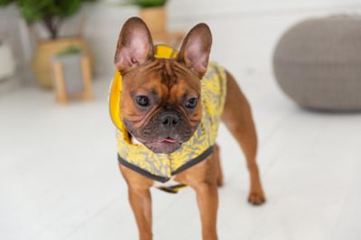 Image showing 7 th GF Pet Reversible Elasto-Fit Dog Raincoat