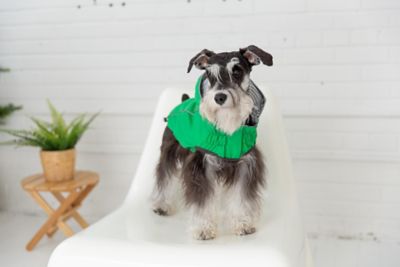 Image showing 6 th GF Pet Reversible Elasto-Fit Dog Raincoat