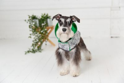 Image showing 7 th GF Pet Reversible Elasto-Fit Dog Raincoat