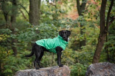 Image showing 8 th GF Pet Reversible Elasto-Fit Dog Raincoat