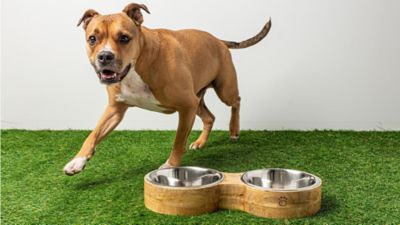 Image showing  Mango Elevated Wood Figure-8 Double Diner Pet Bowl Set