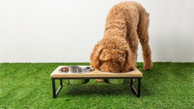 Image showing 4 th GF Pet Mango Elevated Wood Figure-8 Double Diner Pet Bowl Set