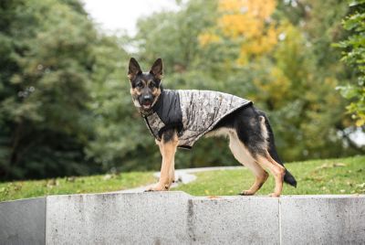 Image showing  US Army Dog Jacket