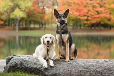 Image showing  US Army Reflective Nylon Dog Leash