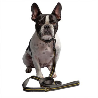 Image showing  US Army Reflective Nylon Dog Leash