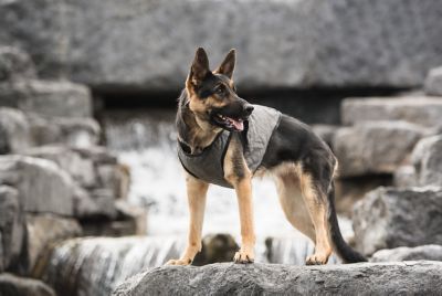 Image showing 3 th GF Pet US Army Dog Cooling Vest