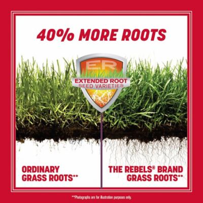 Image showing  20 lb. 5,000 sq. ft. Penn the Rebels Tall Fescue Grass Seed Blend