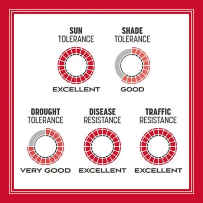 Image showing 6 th Pennington 20 lb. 5,000 sq. ft. Penn the Rebels Tall Fescue Grass Seed Blend