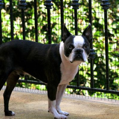 Image showing  15 ft. x 36 in. Outdoor Heavy-Duty Deck Shield Safety Netting, Black