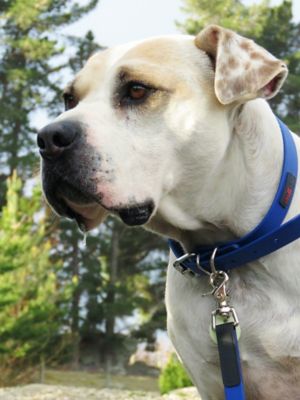 Image showing  Polymer Dog Lead, 3/4 in.