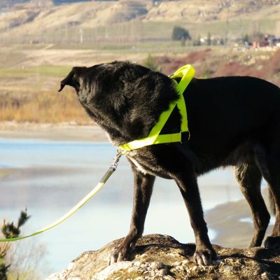 Image showing  Dog Harness, Large