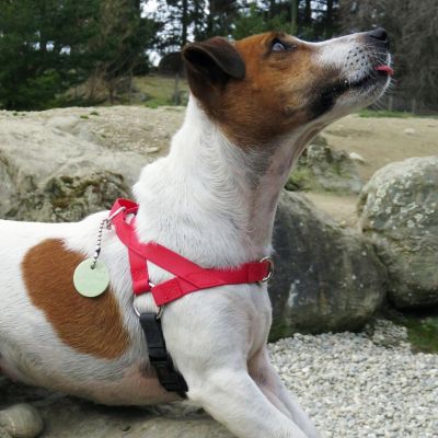 Image showing 5 th Ultrahund Dog Harness, Large