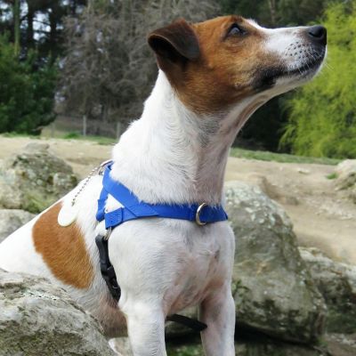 Image showing  Dog Harness, Small