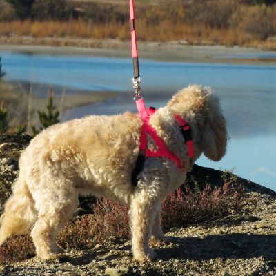Image showing  Dog Harness, Small