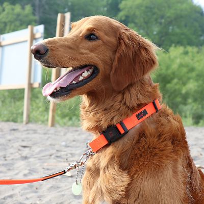 Image showing 6 th Ultrahund Adjustable Dog Collar with Quick-Release Buckle