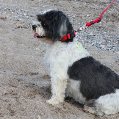 Image showing 7 th Ultrahund Adjustable Dog Collar with Quick-Release Buckle