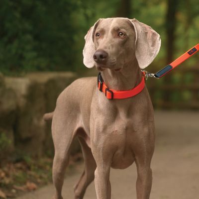 Image showing  Adjustable Dog Collar with Quick-Release Buckle