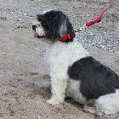 Image showing 7 th Ultrahund Adjustable Dog Collar with Quick-Release Buckle