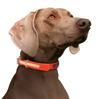 Image showing  Buckle Glow Dog Collar, 1 in. x 20 in.