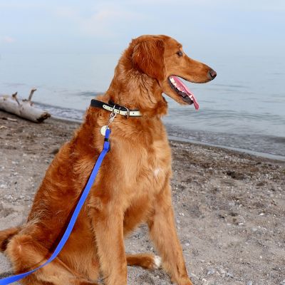 Image showing 8 th Ultrahund Buckle Glow Dog Collar, 1 in. x 22 in.