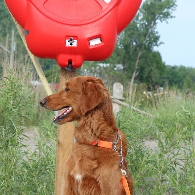 Image showing 6 th Ultrahund Martingale Dog Collar