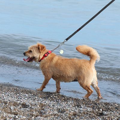 Image showing 4 th Ultrahund Martingale Dog Collar