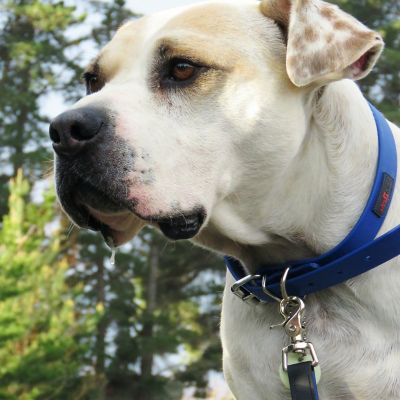 Image showing  Buckle Dog Collar, 1 in. x 20 in.