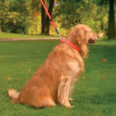 Image showing  Buckle Dog Collar, 3/4 in. x 14 in.