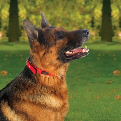 Image showing  Buckle Dog Collar, 3/4 in. x 14 in.