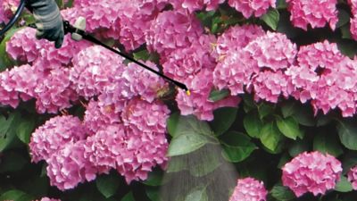 Image showing  3 gal. Blue Tank Backpack Sprayer, 8 lb.