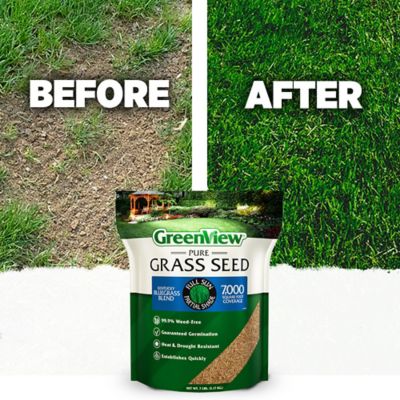 Image showing  Pure Grass Seed Kentucky Bluegrass Blend, 7 lb. Bag - Covers up to 7,000 sq. ft.