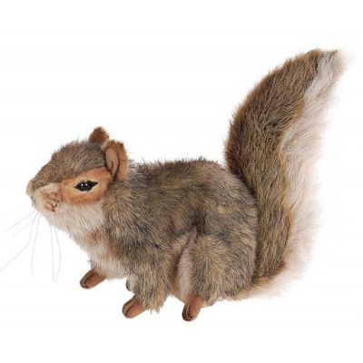 hansa gray squirrel