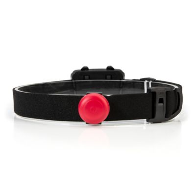 Image showing  300 Lumen Multifunction Tri-Color LED Headlamp