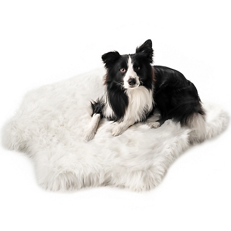 Paw Print Dog Grooming Leggings, Black, Large : : Pet Supplies