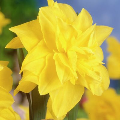 Van Zyverden Golden Ducat Daffodil Plant, 12 Bulbs