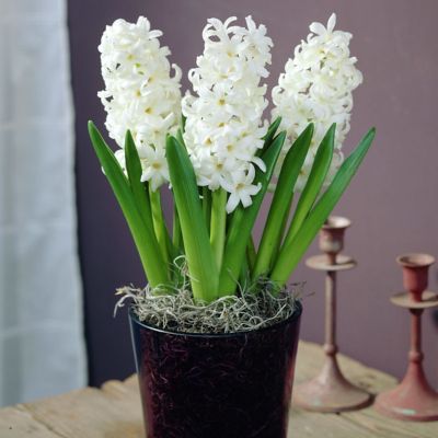 Van Zyverden Carnegie PrePared Hyacinth Plant for Indoor Forcing, 5 Bulbs