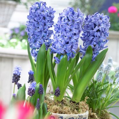 Van Zyverden Delft Blue PrePared Hyacinth Plant for Indoor Forcing, 5 Bulbs