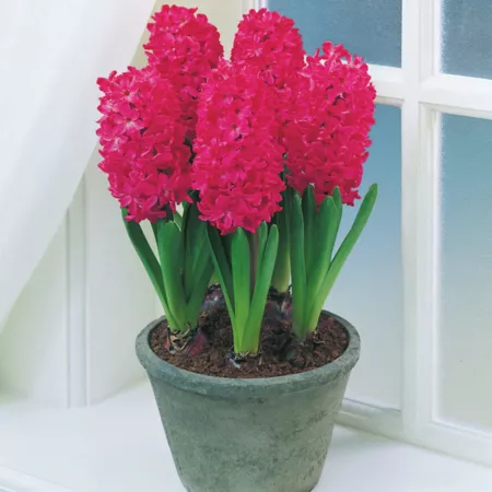 Van Zyverden Jan Bos Hyacinth plant prepared for indoor forcing 5 bulbs Perennials