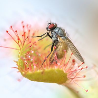 Image showing  4 qt. Organic Carnivorous Plant Soil in Re-Sealable Bag
