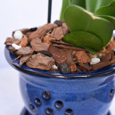 Image showing  4 qt. Organic Orchid Potting Mix in Resealable Bag