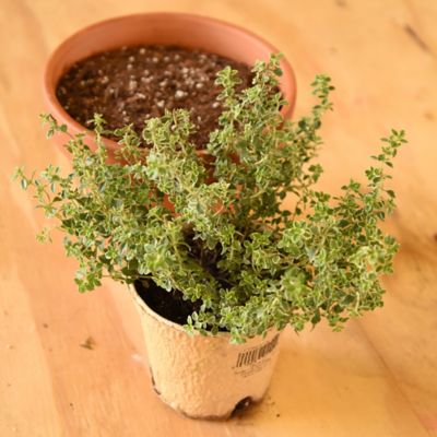 Image showing  8 qt. Organic Potting Mix in Re-Sealable Bag