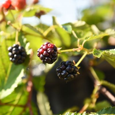 Image showing  8 qt. Organic Potting Mix in Re-Sealable Bag