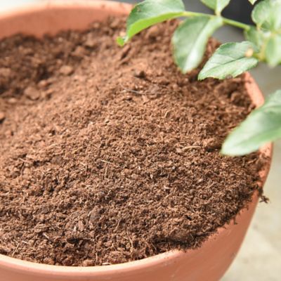 Image showing  8 qt. Organic Peat Moss in Resealable Bag