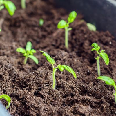 Image showing  8 qt. Organic Peat Moss in Resealable Bag