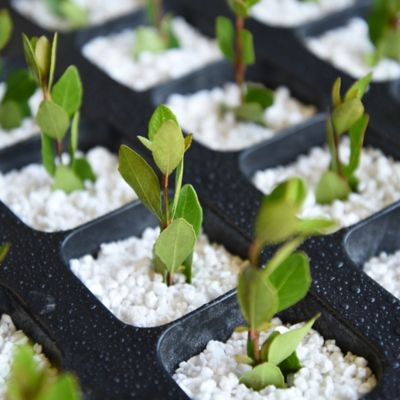 Image showing  1 qt. Organic Perlite in Resealable Bag