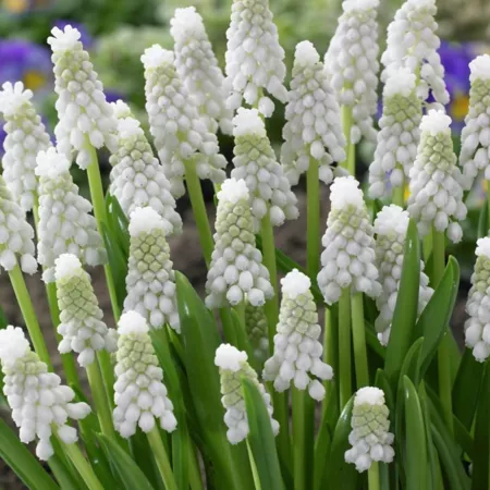 Van Zyverden Siberian Tiger Muscari Plant 25 Bulbs Perennials