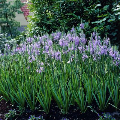 Van Zyverden Camassia Quamash Bulbs, 25 Bulbs