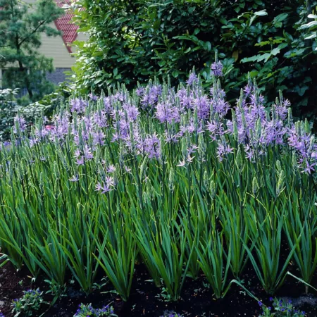 Van Zyverden Camassia Quamash bulbs 25 bulbs Flower Seeds