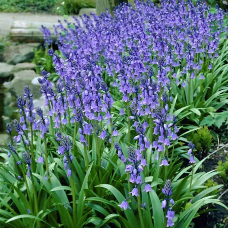 Van Zyverden Hispanica Blue Hyacinth 25 bulbs Perennials