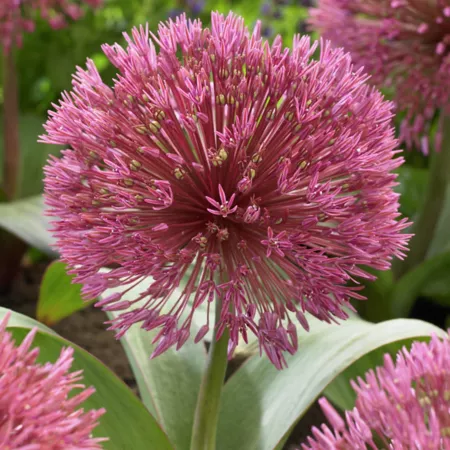 Van Zyverden Nevskianum Allium Plant 3 bulbs Perennials